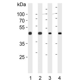 Western blot testing of 1) human HEK293, 2) human HEK293T, 3) mouse liver and 4) rat liver lysate wi