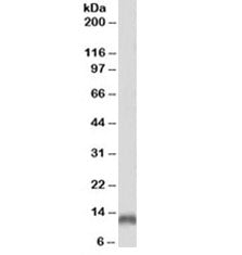Western blot testing of human brain lysate with biotinylated Parvalbumin antibody at 2ug/ml. Predict