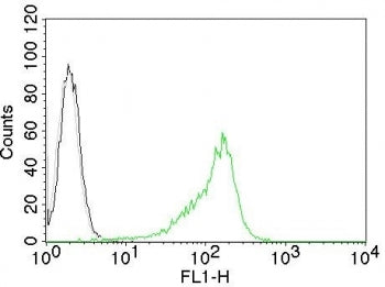 Intracellular FACS testing of human 293T cells with Human Nucleolar Antigen antibody (green), isotyp