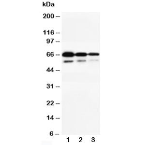 CD34 Antibody
