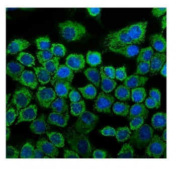 Immunofluorescent staining of FFPE human A431 cells with HSP60 antibody (green) and DAPI nuclear sta