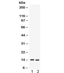 S100A9 Antibody