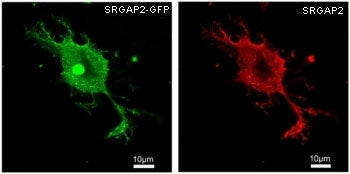 SRGAP2 Antibody