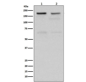 Topoisomerase II alpha Antibody / TOP2A
