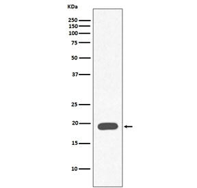 Myoglobin Antibody