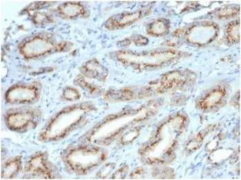 IHC staining of FFPE human prostate with Osteopontin antibody (clone OSP/4589) at 2ug/ml in PBS. HIE
