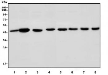 Western blot testing of 1) rat kidney, 2) rat stomach, 3) rat liver, 4) mouse liver, 5) mouse pancre