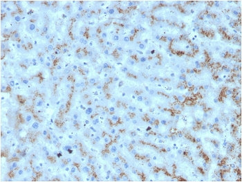 IHC staining of FFPE human liver with Apolipoprotein D antibody. HIER: boil tissue sections in pH 9 