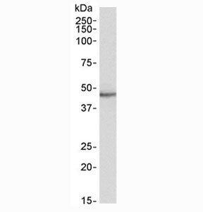 STAP2 Antibody