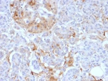 IHC testing of FFPE human pancreas with Ferritin Light Chain antibody (clone FTL/1388). Required HIE
