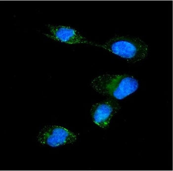 Importin alpha 5 Antibody / KPNA1 / SRP1
