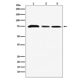 Western blot testing of 1) human MCF7, 2) mouse NIH3T3 and 3) rat C6 cell lysate with KAT7 antibody.