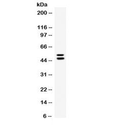 EPCR Antibody / CD201