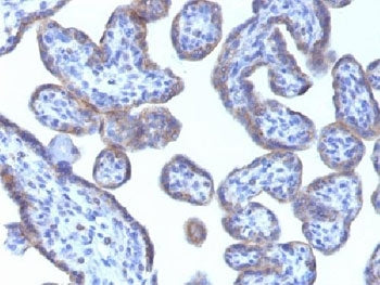 Adipophilin Antibody / Perilipin 2 / ADRP / PLIN2