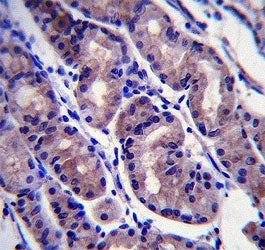FOXA2 antibody immunohistochemistry analysis in formalin fixed and paraffin embedded human stomach t