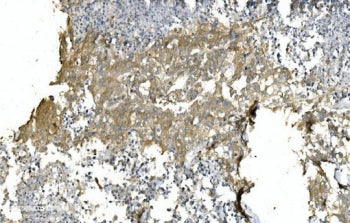 Tubulin alpha Antibody / TUBA1A/B/C