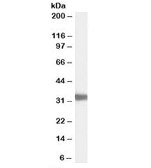 LDHC Antibody