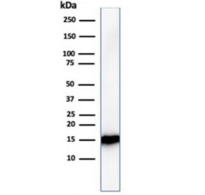 Western blot testing of human kidney lysate with FABP1 antibody (clone FABP1/3482). Predicted molecu
