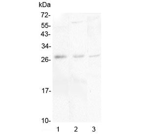 IL-34 Antibody
