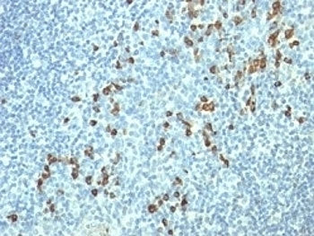 IHC: Formalin-fixed, paraffin-embedded human tonsil stained with Lambda Light Chain antibody (HP6054