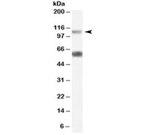 OGT Antibody