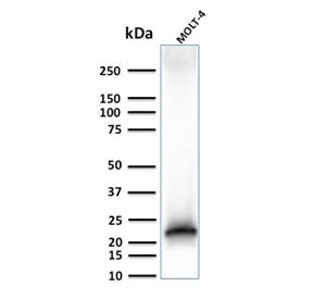CD3 epsilon Antibody