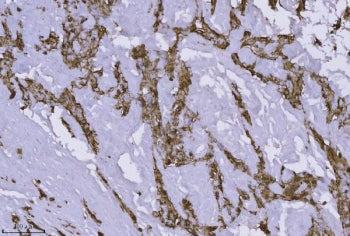 ANXA4 Antibody / Annexin IV
