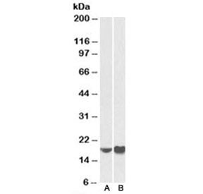 Western blot testing of mouse NIH3T3 [A] and human HeLa [B] lysates with ARF4 antibody at 0.5ug/ml. 