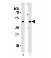 MyoD Antibody