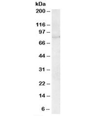 ARHGEF4 Antibody