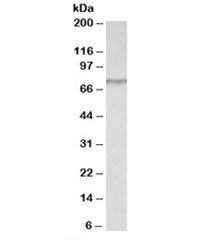 Crtc2 Antibody