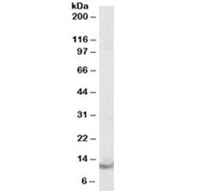 Parvalbumin Antibody