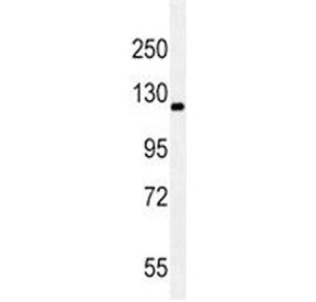 c-RET Antibody
