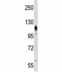 PROM2 Antibody