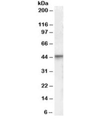 Western blot testing of human brain lysate with VDR antibody at 0.3ug/ml. Predicted molecular weight