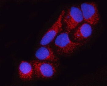 Immunofluorescent staining of FFPE human HeLa cells with SUCLA2 antibody (red) and DAPI nuclear stai