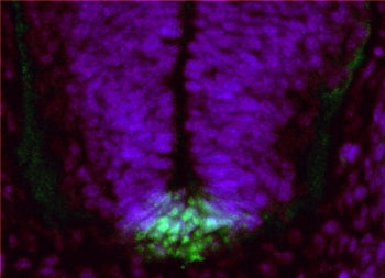 IHC testing of a PFA-perfused cryosection of mouse embryo E13.5 with Ferd3l antibody at 1ug/ml (Alex