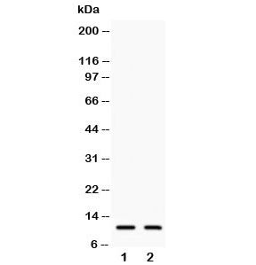 Eotaxin 3 Antibody