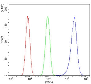 CDK1 Antibody
