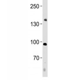 NFATC4 Antibody