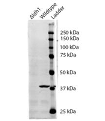IDH1 Antibody