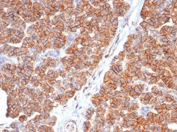 IHC staining of FFPE human pancreas tissue with CD99 antibody (clone MIC2/7865). HIER: boil tissue s