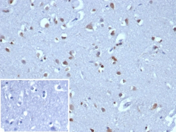 IHC staining of FFPE human brain tissue with NEUROG3 antibody (clone NGN3/1808) HIER: boil tissue se