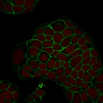 EpCAM Antibody