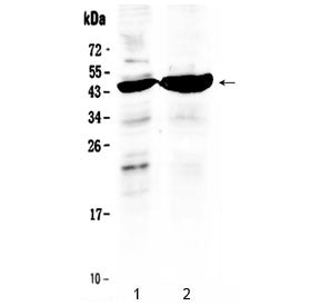 Western blot testing of human 1) HeLa and 2) MCF7 cell lysate with TFPI antibody at 0.5ug/ml. Predic