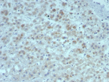 IHC staining of FFPE human adrenal gland tissue with IL15 antibody (clone rIL15/8050). HIER: boil ti