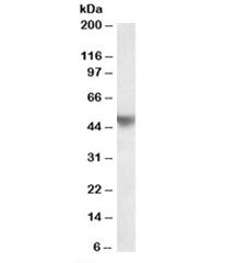 Western blot testing of human placenta lysate with APOH antibody at 0.2ug/ml. Predicted molecular we
