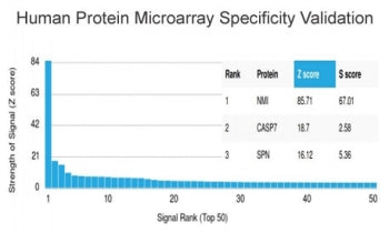 NMI Antibody / N-myc and STAT interactor / N-Myc Interactor