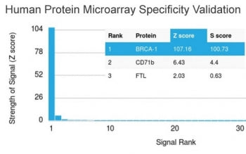 Analysis of HuProt(TM) microarray containing more than 19,000 full-length human proteins using BRCA1
