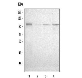 ADAM19 Antibody